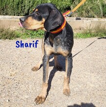 SHARIF, Hund, Jagdhund-Mix in Spanien - Bild 4