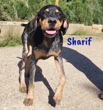 SHARIF, Hund, Jagdhund-Mix in Spanien - Bild 5