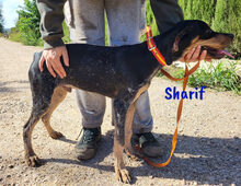 SHARIF, Hund, Jagdhund-Mix in Spanien - Bild 6