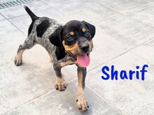 SHARIF, Hund, Jagdhund-Mix in Spanien - Bild 8