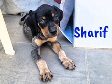 SHARIF, Hund, Jagdhund-Mix in Spanien - Bild 9