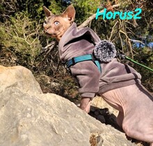 HORUS2, Katze, Sphinxkatze in Spanien