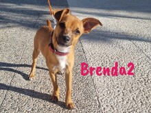 BRENDA2, Hund, Chihuahua-Mischling in Spanien