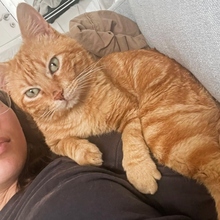 MOTOROLA, Katze, Europäisch Kurzhaar in Spanien - Bild 11