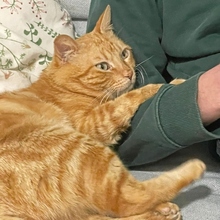 MOTOROLA, Katze, Europäisch Kurzhaar in Spanien - Bild 12
