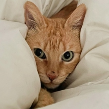 MOTOROLA, Katze, Europäisch Kurzhaar in Spanien - Bild 13