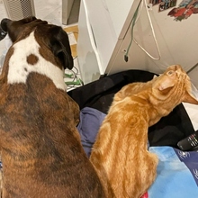 MOTOROLA, Katze, Europäisch Kurzhaar in Spanien - Bild 15