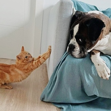 MOTOROLA, Katze, Europäisch Kurzhaar in Spanien - Bild 16