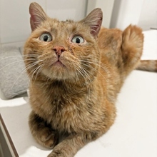 MOTOROLA, Katze, Europäisch Kurzhaar in Spanien - Bild 17
