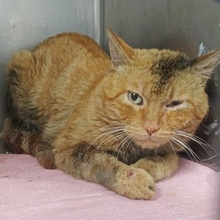 MOTOROLA, Katze, Europäisch Kurzhaar in Spanien - Bild 18