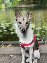 SIMBI, Hund, Mischlingshund in Karlsruhe - Bild 17