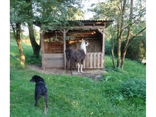 TULA, Hund, Mischlingshund in Bad Hönningen - Bild 12