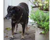 TULA, Hund, Mischlingshund in Bad Hönningen - Bild 5