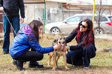 CASHEW, Hund, Mischlingshund in Bulgarien - Bild 10