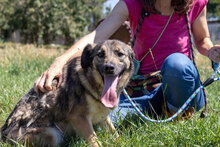 CASHEW, Hund, Mischlingshund in Bulgarien - Bild 11