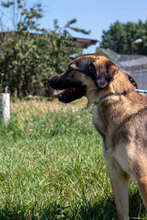 CASHEW, Hund, Mischlingshund in Bulgarien - Bild 12