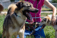 CASHEW, Hund, Mischlingshund in Bulgarien - Bild 13