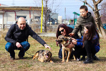 CASHEW, Hund, Mischlingshund in Bulgarien - Bild 14