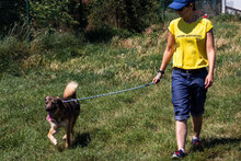 CASHEW, Hund, Mischlingshund in Bulgarien - Bild 15