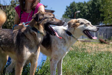 CASHEW, Hund, Mischlingshund in Bulgarien - Bild 17