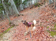 CASHEW, Hund, Mischlingshund in Bulgarien - Bild 5