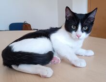 LUKA, Katze, Europäisch Kurzhaar in Spanien - Bild 6