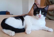 LUKA, Katze, Europäisch Kurzhaar in Spanien - Bild 7