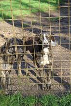 JAMBO, Hund, Mischlingshund in Italien - Bild 10