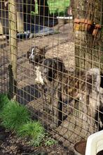 JAMBO, Hund, Mischlingshund in Italien - Bild 18