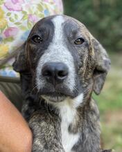 JAMBO, Hund, Mischlingshund in Italien - Bild 19
