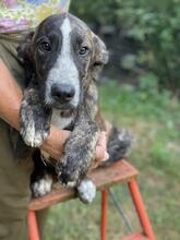JAMBO, Hund, Mischlingshund in Italien - Bild 20