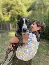 JAMBO, Hund, Mischlingshund in Italien - Bild 21