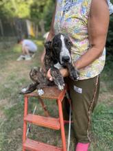 JAMBO, Hund, Mischlingshund in Italien - Bild 22