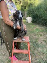 JAMBO, Hund, Mischlingshund in Italien - Bild 23