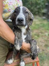 JAMBO, Hund, Mischlingshund in Italien - Bild 24