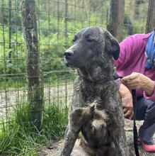 JACKPOT, Hund, Mischlingshund in Italien - Bild 12