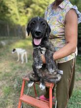 JACKPOT, Hund, Mischlingshund in Italien - Bild 20