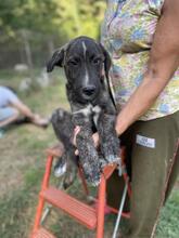 JACKPOT, Hund, Mischlingshund in Italien - Bild 22