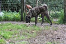 JACKPOT, Hund, Mischlingshund in Italien - Bild 23