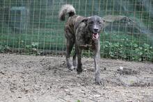 JACKPOT, Hund, Mischlingshund in Italien - Bild 25