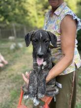 JACKPOT, Hund, Mischlingshund in Italien - Bild 26