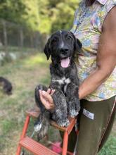 JACKPOT, Hund, Mischlingshund in Italien - Bild 29