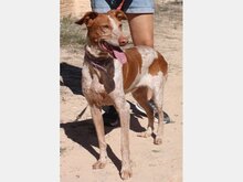 YONNA, Hund, Podenco in Spanien - Bild 1