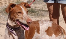 YONNA, Hund, Podenco in Spanien - Bild 2