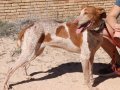 YONNA, Hund, Podenco in Spanien - Bild 3