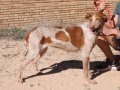 YONNA, Hund, Podenco in Spanien - Bild 4