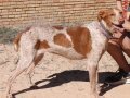 YONNA, Hund, Podenco in Spanien - Bild 5