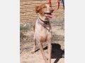 YONNA, Hund, Podenco in Spanien - Bild 7