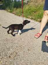 FOLUX, Hund, Mischlingshund in Ungarn - Bild 11