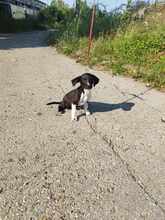 FOLUX, Hund, Mischlingshund in Ungarn - Bild 5